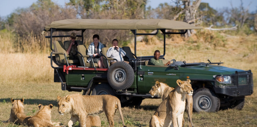safari in mezzo ai leoni