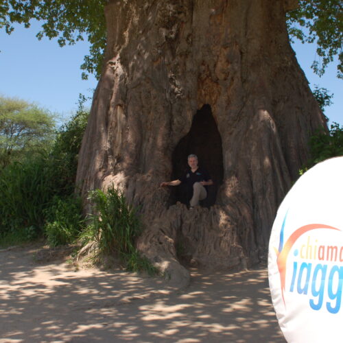 Uno dei maestosi baobab secolari nel Parco del Tarangire.
