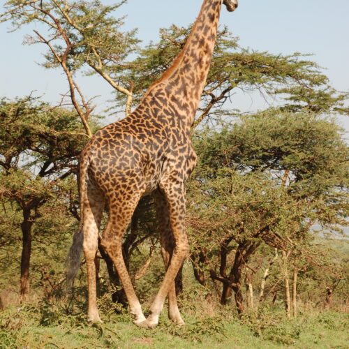 Incredibile ammirare da vicino una creatura regale come la giraffa!