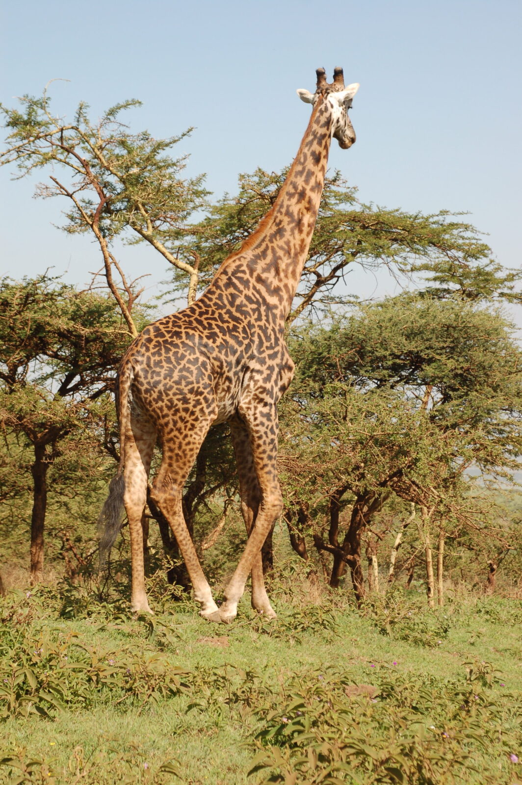 Incredibile ammirare da vicino una creatura regale come la giraffa!