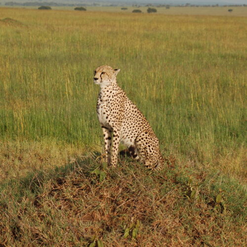 Osservatore silenzioso, il ghepardo nella sterminata savana del Parco del Serengeti.