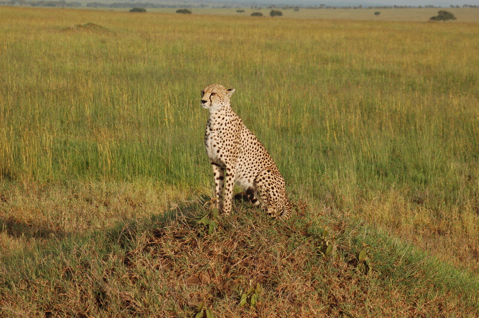 Osservatore silenzioso, il ghepardo nella sterminata savana del Parco del Serengeti.