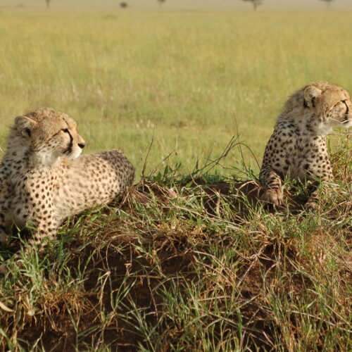 Incontri mattutini nella savana sconfinate del Parco del Serengeti.