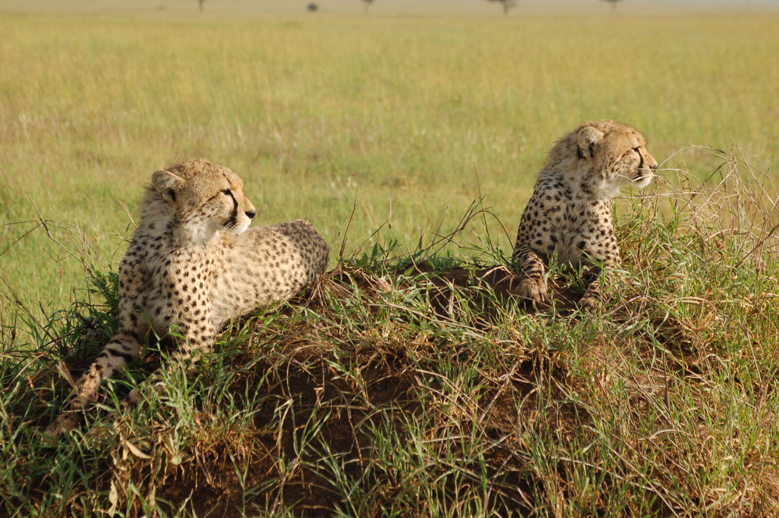 Incontri mattutini nella savana sconfinate del Parco del Serengeti.