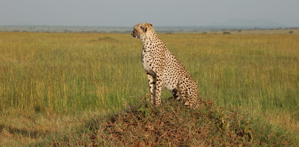 Un ghepardo maculato seduto sopra un rialzo di terra erboso nella vasta distesa della pianura del Serengeti, in Tanzania.