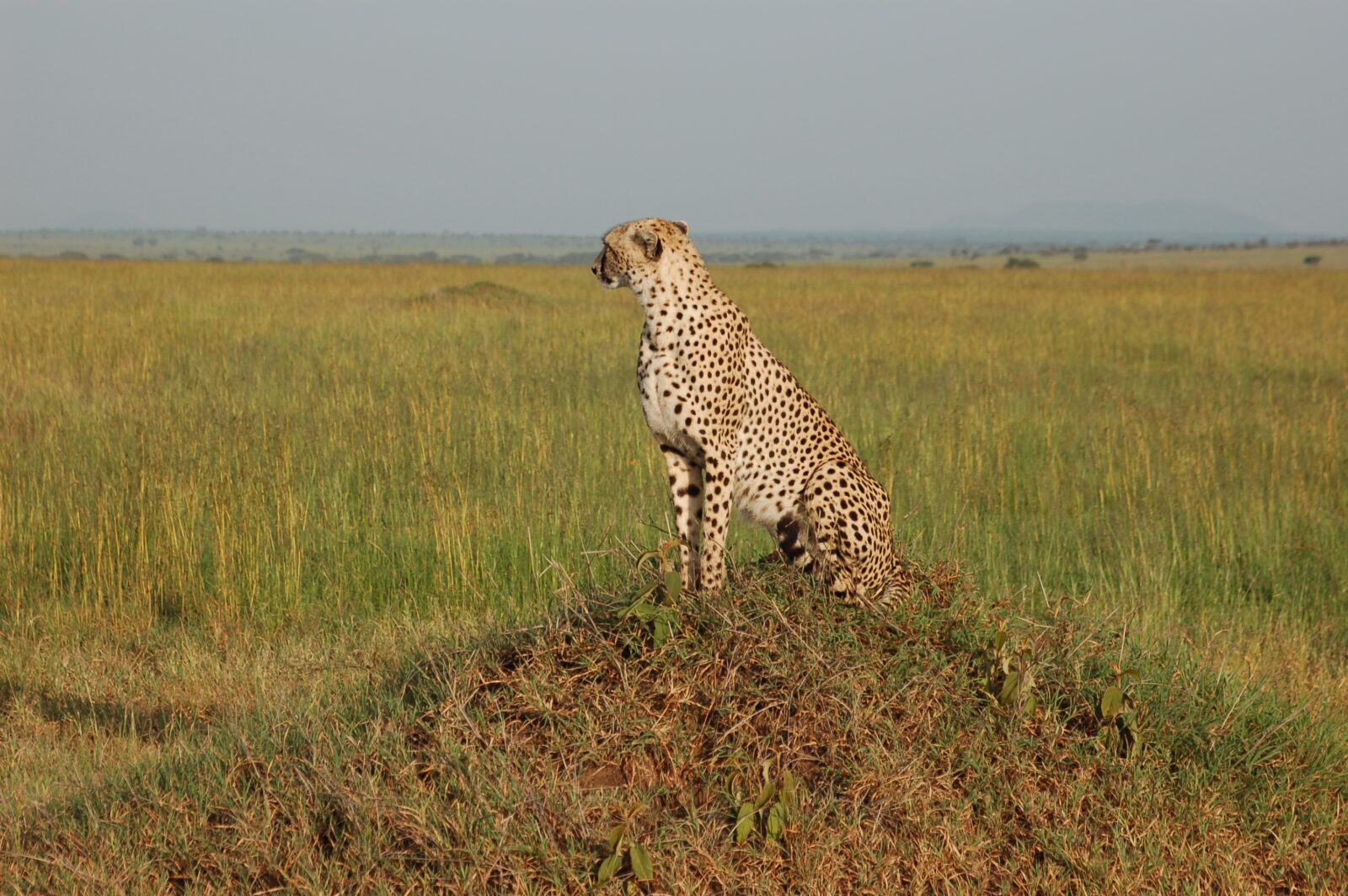 Un ghepardo maculato seduto sopra un rialzo di terra erboso nella vasta distesa della pianura del Serengeti, in Tanzania.