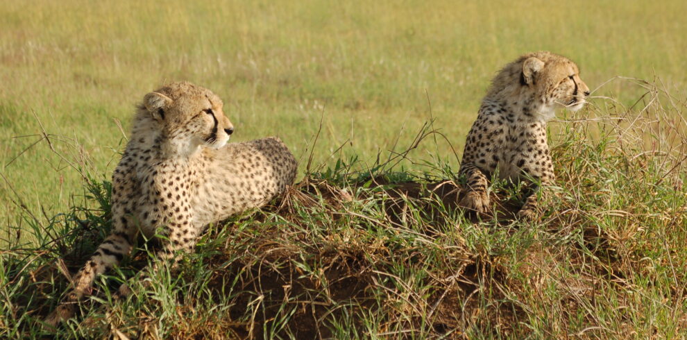 Due ghepardi maculati sdraiati e rilassati sopra un rialzo erboso nella vasta savana del Parco Nazionale del Serengeti.