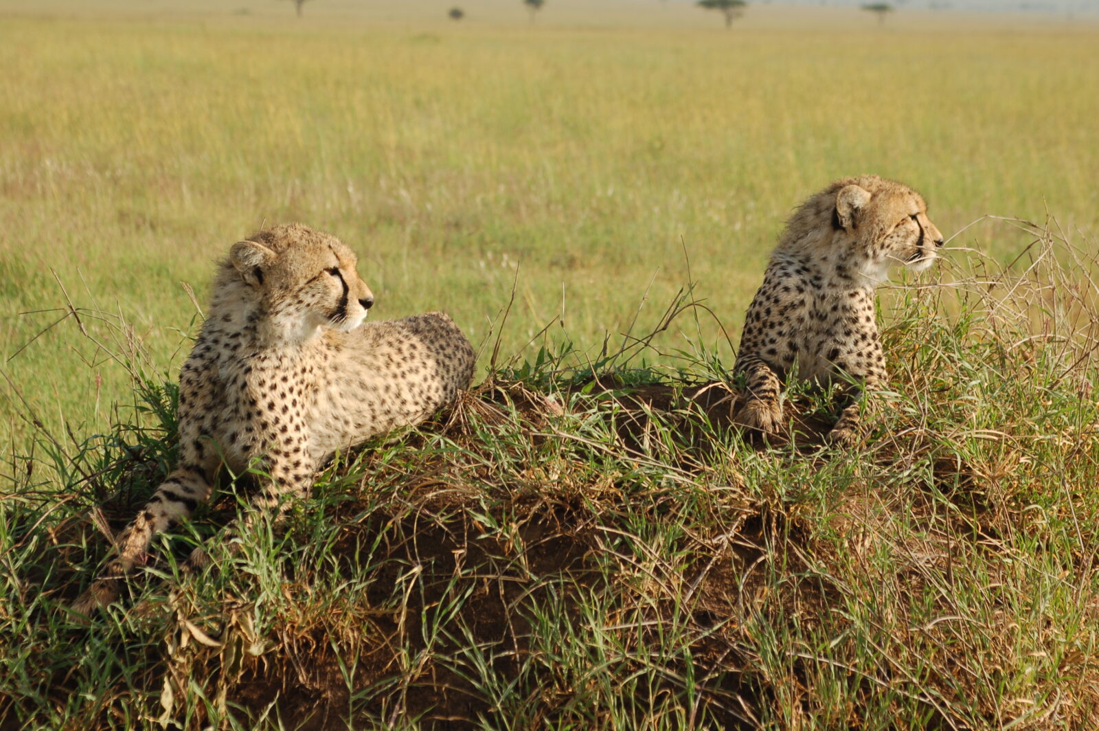 Due ghepardi maculati sdraiati e rilassati sopra un rialzo erboso nella vasta savana del Parco Nazionale del Serengeti.