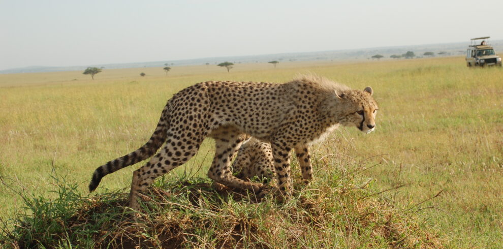 Un ghepardo maculato in piedi sopra un tumulo erboso con la pianura del Serengeti sullo sfondo e un veicolo turistico in lontananza.