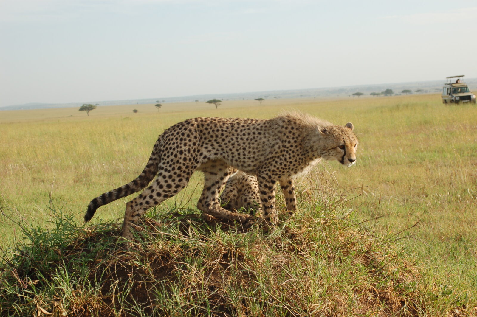 Un ghepardo maculato in piedi sopra un tumulo erboso con la pianura del Serengeti sullo sfondo e un veicolo turistico in lontananza.