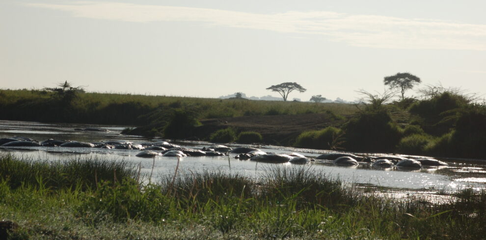 Un gruppo di ippopotami parzialmente sommersi nelle acque di un fiume circondato dalla savana e da alberi isolati nel Serengeti.