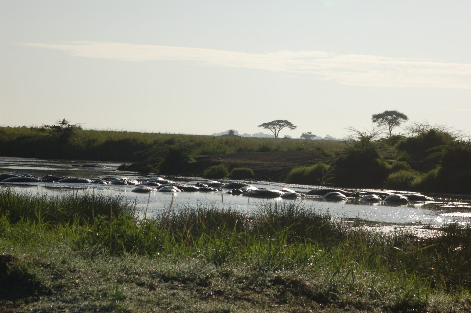 Un gruppo di ippopotami parzialmente sommersi nelle acque di un fiume circondato dalla savana e da alberi isolati nel Serengeti.