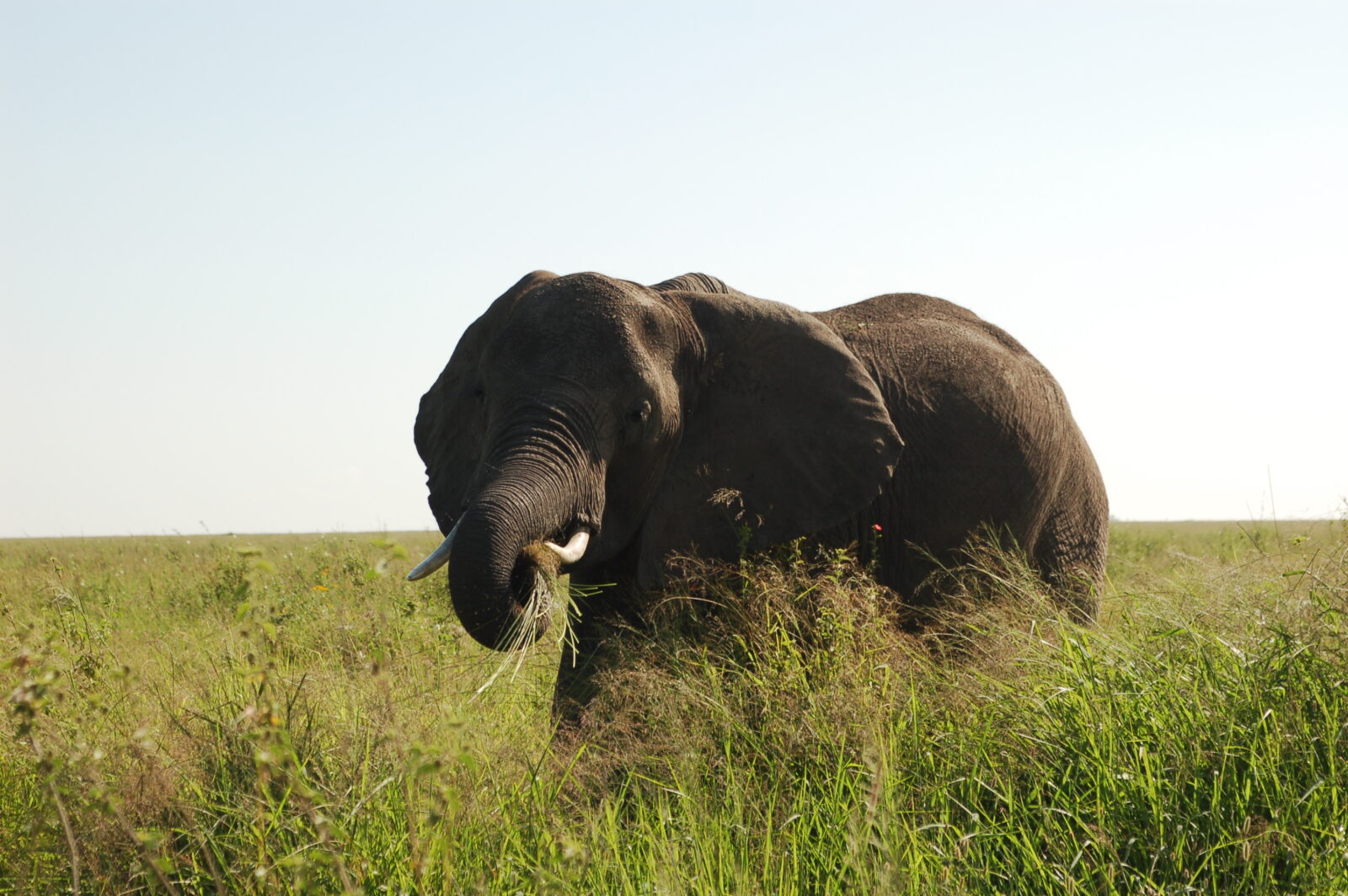 Primo piano laterale di un imponente elefante africano con le zanne che si nutre dell'erba alta nel Parco Nazionale del Tarangire.