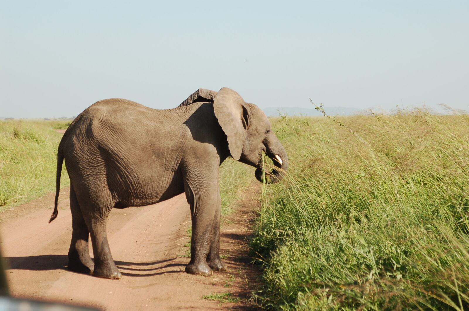 Profilo di un grande elefante che mangia l'erba alta e la vegetazione nel Parco Nazionale del Tarangire il trentuno dicembre in vista del Capodanno.