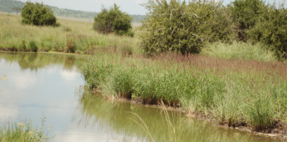Scorcio paesaggistico di una pozza d'acqua circondata da fitta vegetazione erbacea e arbusti con colline sullo sfondo nel Serengeti.