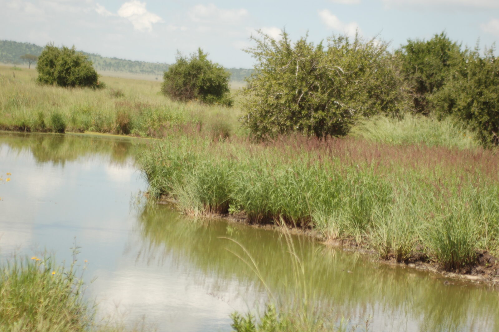 Scorcio paesaggistico di una pozza d'acqua circondata da fitta vegetazione erbacea e arbusti con colline sullo sfondo nel Serengeti.