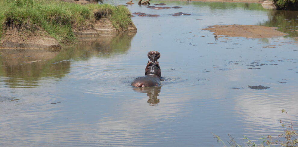 Un ippopotamo parzialmente immerso in un fiume tranquillo nel Serengeti, con sponde erbose e altri esemplari sullo sfondo.