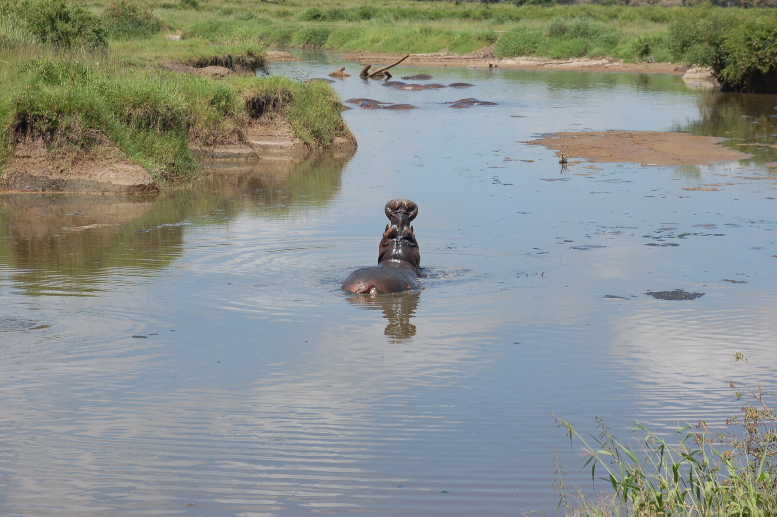 Un ippopotamo parzialmente immerso in un fiume tranquillo nel Serengeti, con sponde erbose e altri esemplari sullo sfondo.