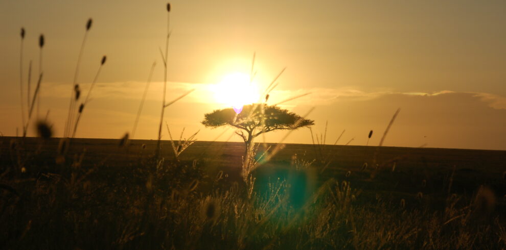 Raggi del sole al tramonto che filtrano tra gli steli d'erba e la silhouette di un'acacia nella savana del Serengeti