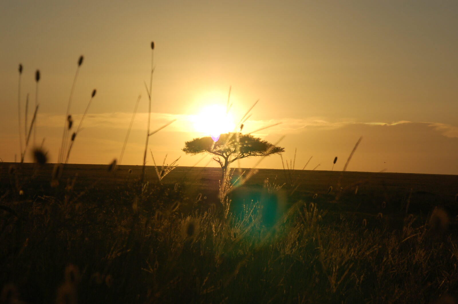 Raggi del sole al tramonto che filtrano tra gli steli d'erba e la silhouette di un'acacia nella savana del Serengeti