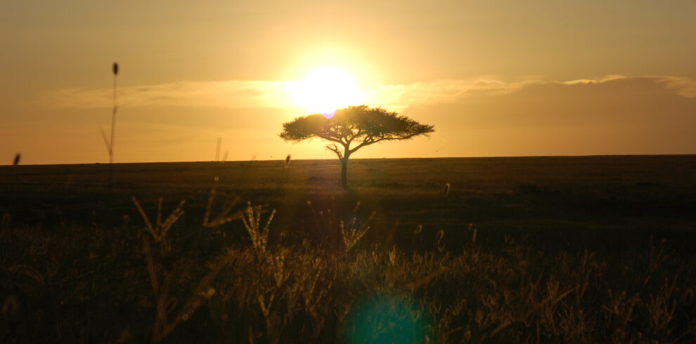 Silhouette di un'acacia solitaria contro la luce dorata e calda del sole che tramonta all'orizzonte nel Serengeti in Tanzania.