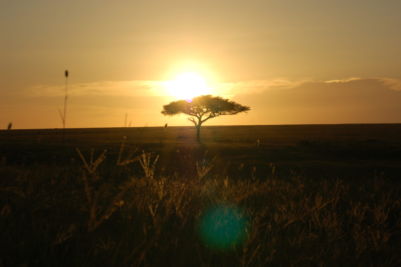 Silhouette di un'acacia solitaria contro la luce dorata e calda del sole che tramonta all'orizzonte nel Serengeti in Tanzania.