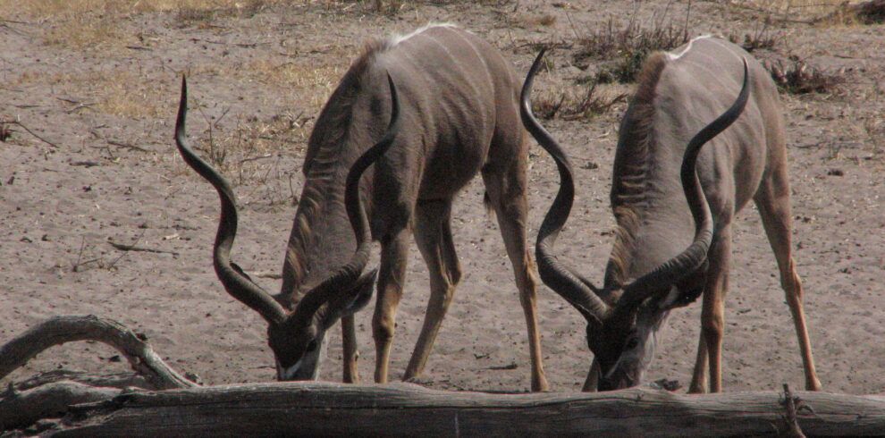 Due esemplari di kudu maggiore con lunghe corna a spirale pascolano nel terreno arido della riserva Dune Quedu in Namibia.