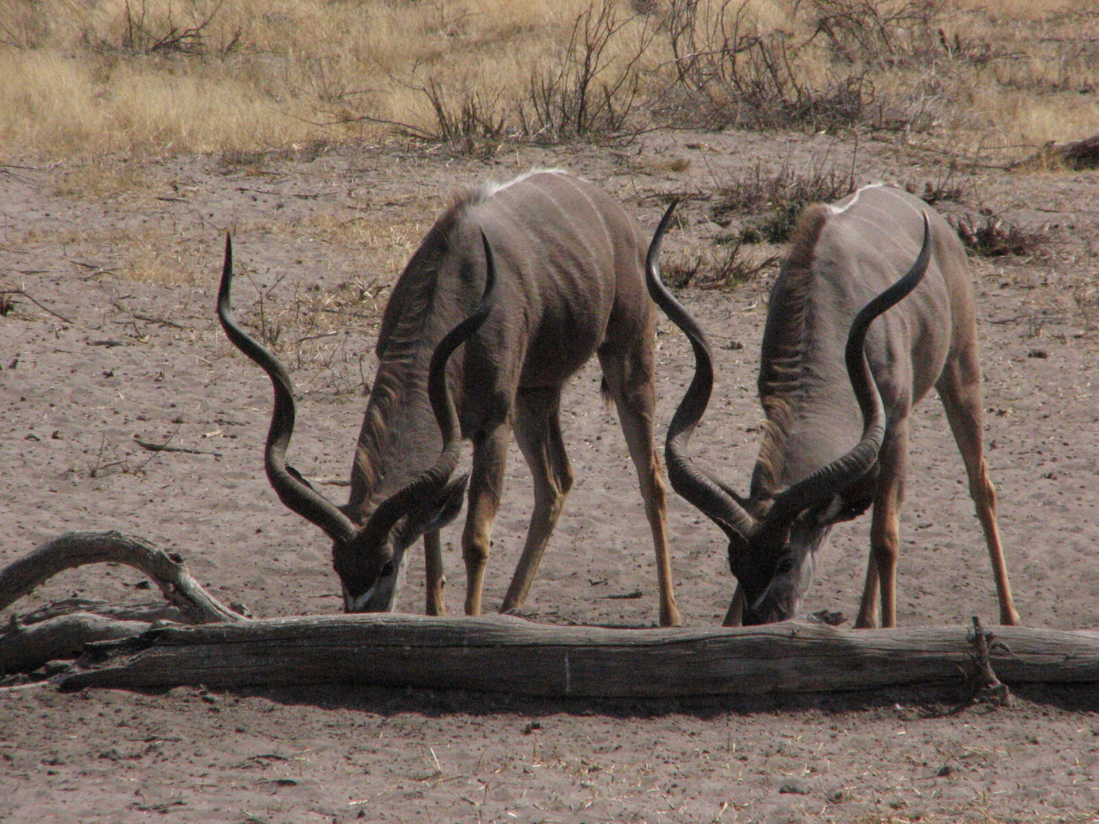 Due esemplari di kudu maggiore con lunghe corna a spirale pascolano nel terreno arido della riserva Dune Quedu in Namibia.