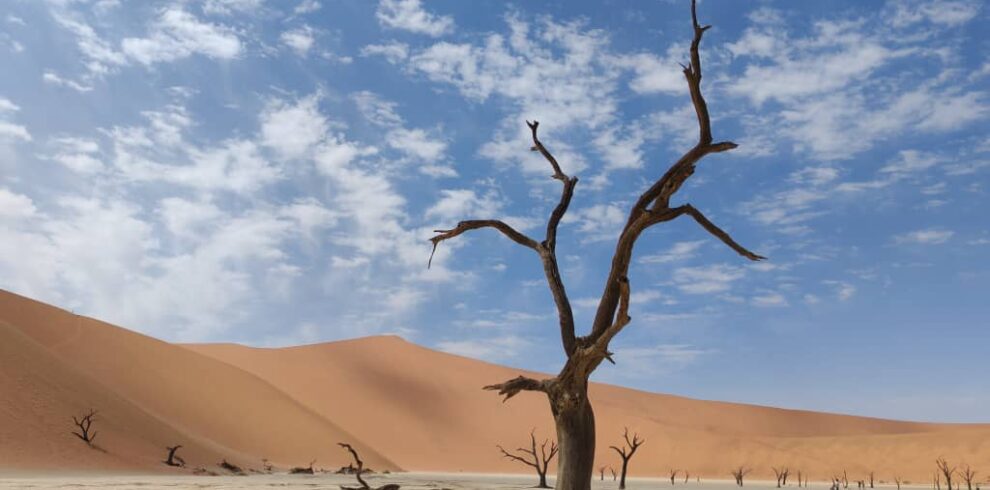 Un antico albero di acacia secco con radici esposte si erge nella piana argillosa bianca di Deadvlei con dune rosse sullo sfondo.