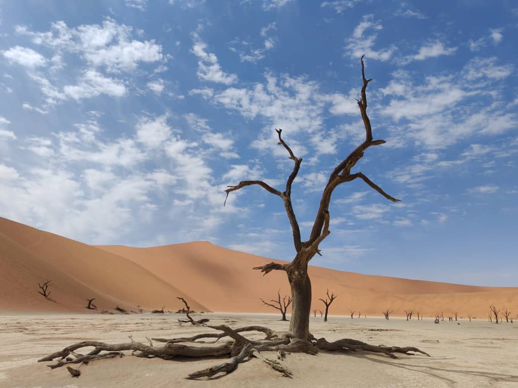 Un antico albero di acacia secco con radici esposte si erge nella piana argillosa bianca di Deadvlei con dune rosse sullo sfondo.