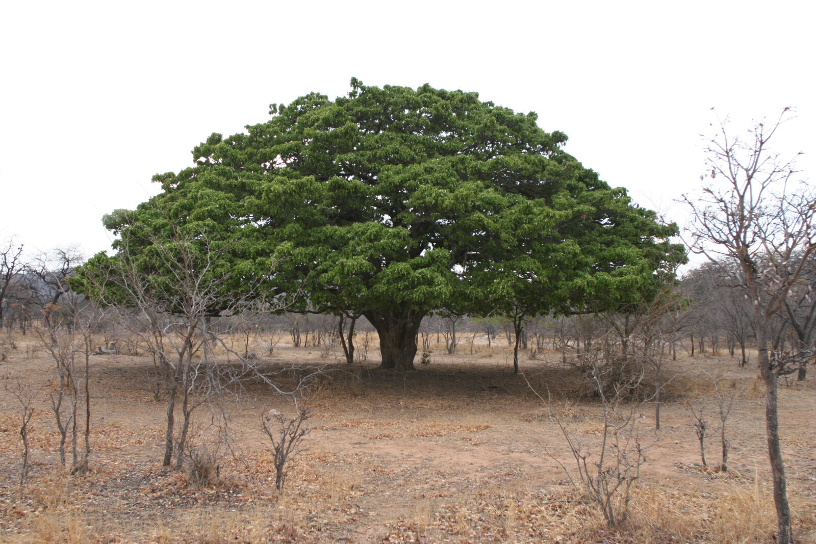 Un albero rigoglioso dalla chioma tondeggiante a forma di fungo svetta verdeggiante in mezzo al paesaggio arido e agli alberi spogli.