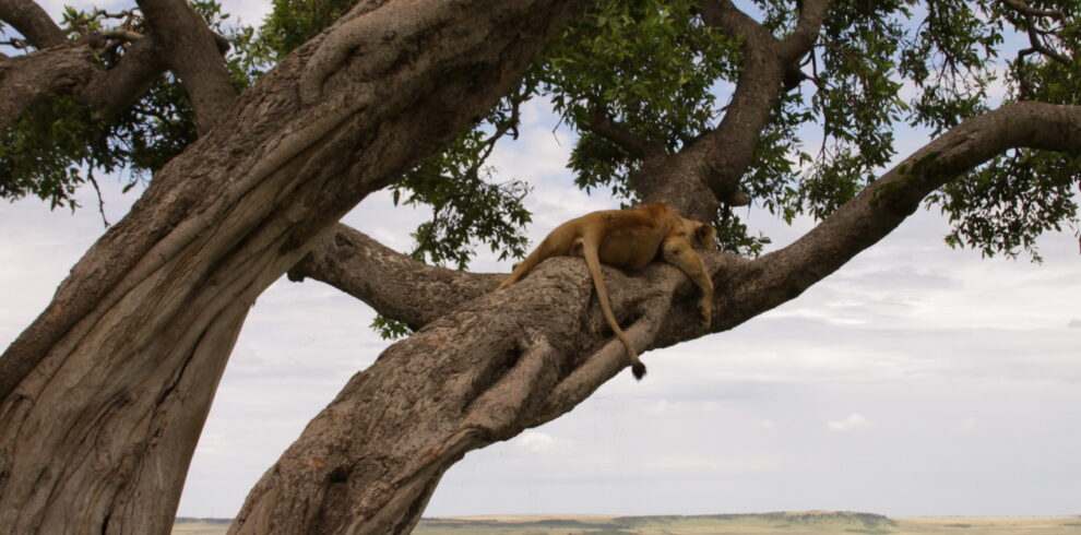 Un leone disteso lungo un grande ramo di un albero con la savana dorata e il cielo tra le fronde sullo sfondo.