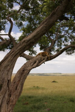 Un leone disteso lungo un grande ramo di un albero con la savana dorata e il cielo tra le fronde sullo sfondo.