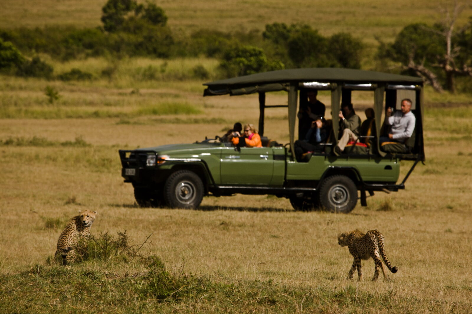 Un fuoristrada verde scoperto con turisti a bordo osserva due ghepardi nella savana dorata della riserva del Masai Mara.