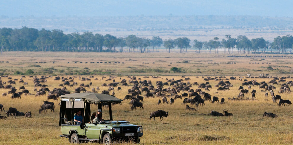 Un fuoristrada verde da safari osserva una sterminata mandria di gnu pascolare nelle praterie dorate della riserva del Masai Mara.