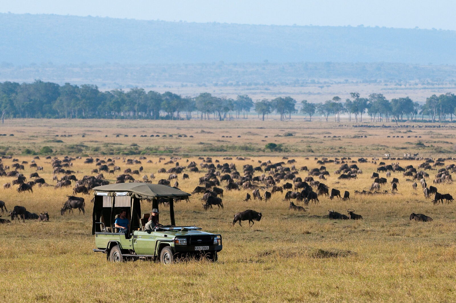 Un fuoristrada verde da safari osserva una sterminata mandria di gnu pascolare nelle praterie dorate della riserva del Masai Mara.