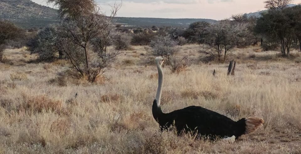 Struzzi tra gli alberi della prateria in Namibia