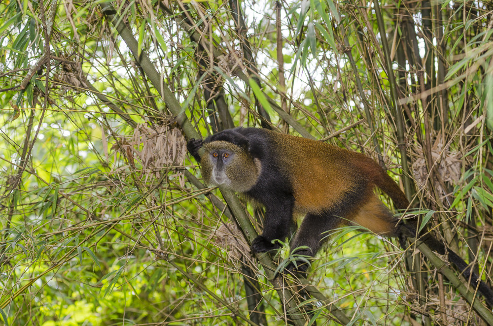 Scimmia dorata tra le canne di bambù
