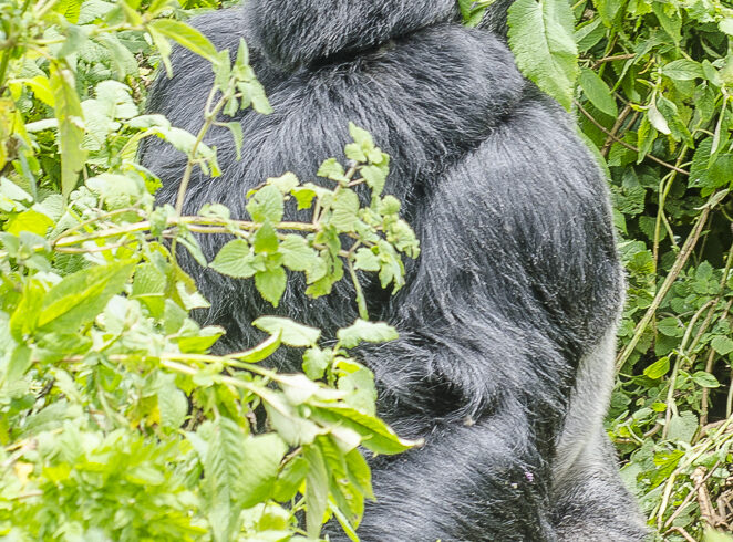 Gorilla di montagna tra la vegetazione