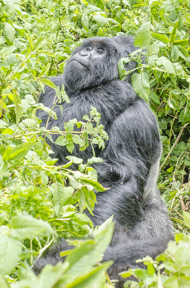 Gorilla di montagna tra la vegetazione