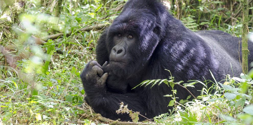 Gorilla di montagna silverback nella foresta di Bwindi
