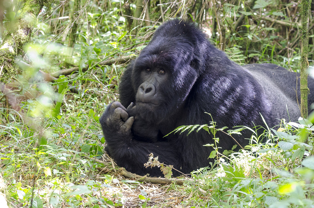 Gorilla di montagna silverback nella foresta di Bwindi