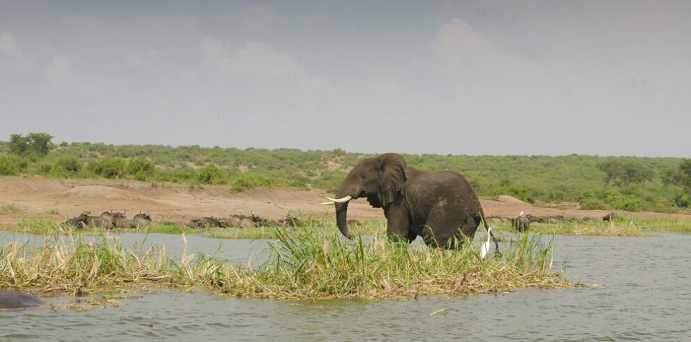 Elefante lungo il fiume in Uganda
