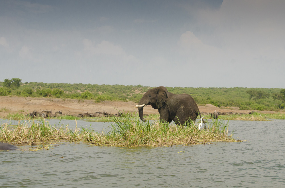 Elefante lungo il fiume in Uganda