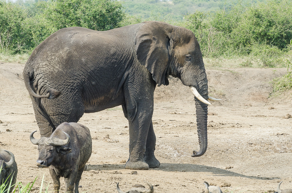 Elefanti con il piccolo in Uganda