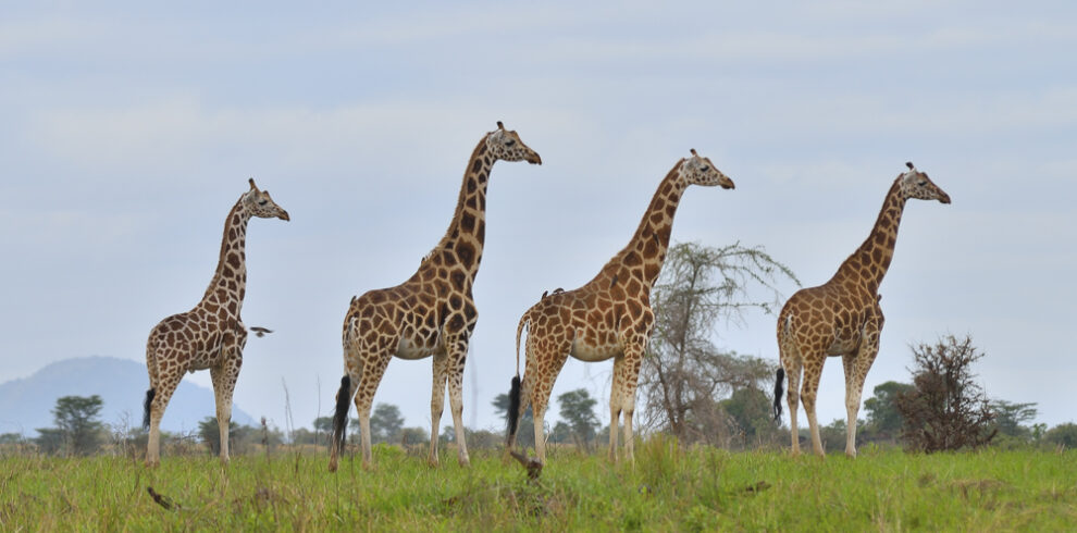 Gruppo di giraffe in Uganda