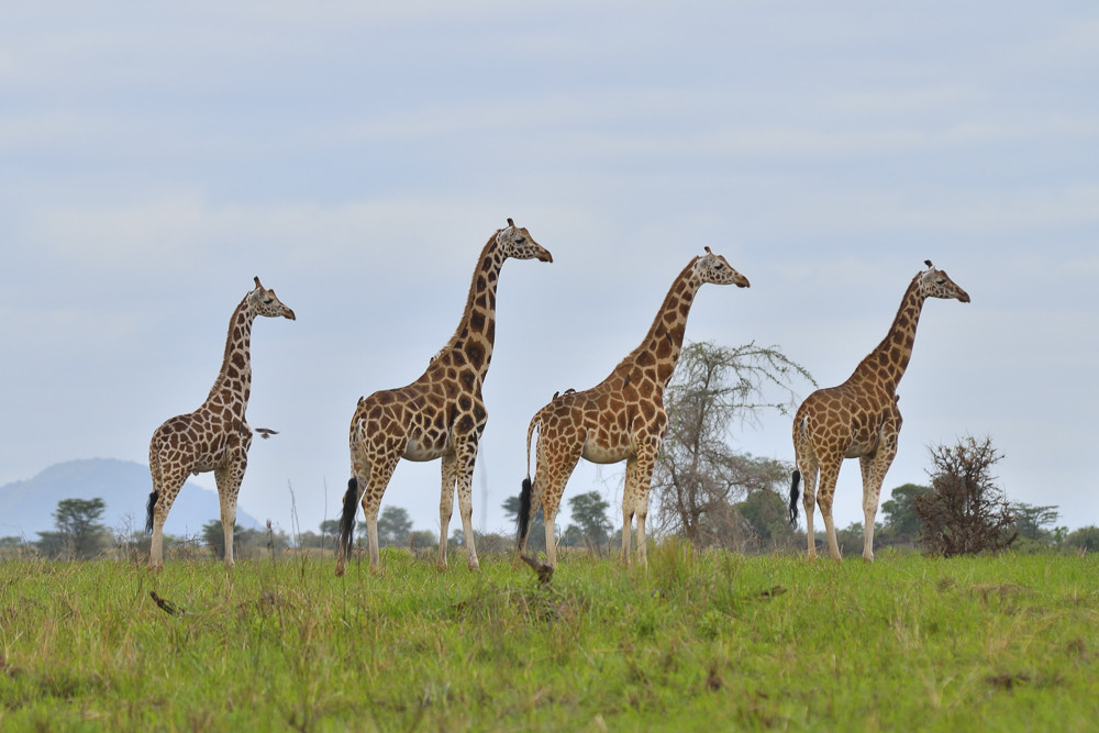 Gruppo di giraffe in Uganda