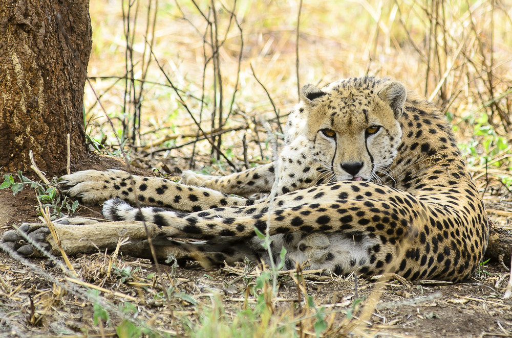 Ghepardo sdraiato in Uganda