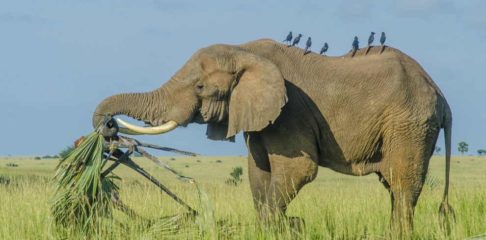 Elefante che mangia foglie di palma in Uganda