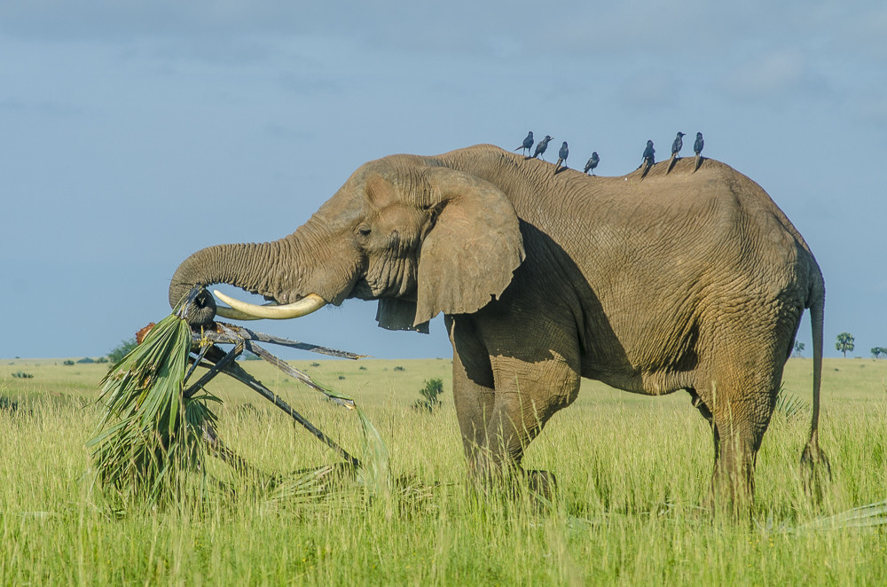 Elefante che mangia foglie di palma in Uganda